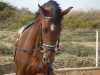 Besuch_Steff_Pferde 022